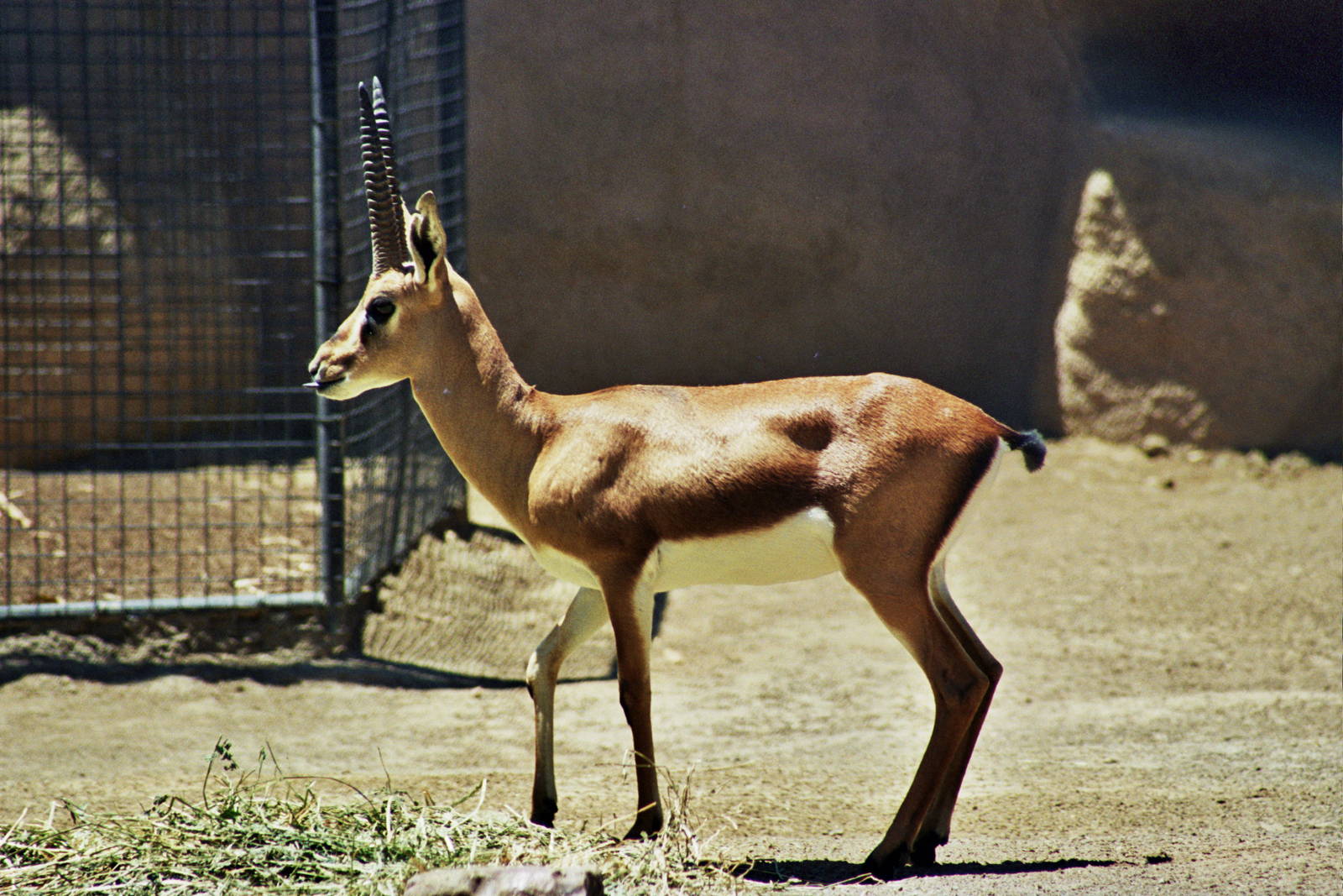 Scanned San Diego Zoo Photos 1992-2001