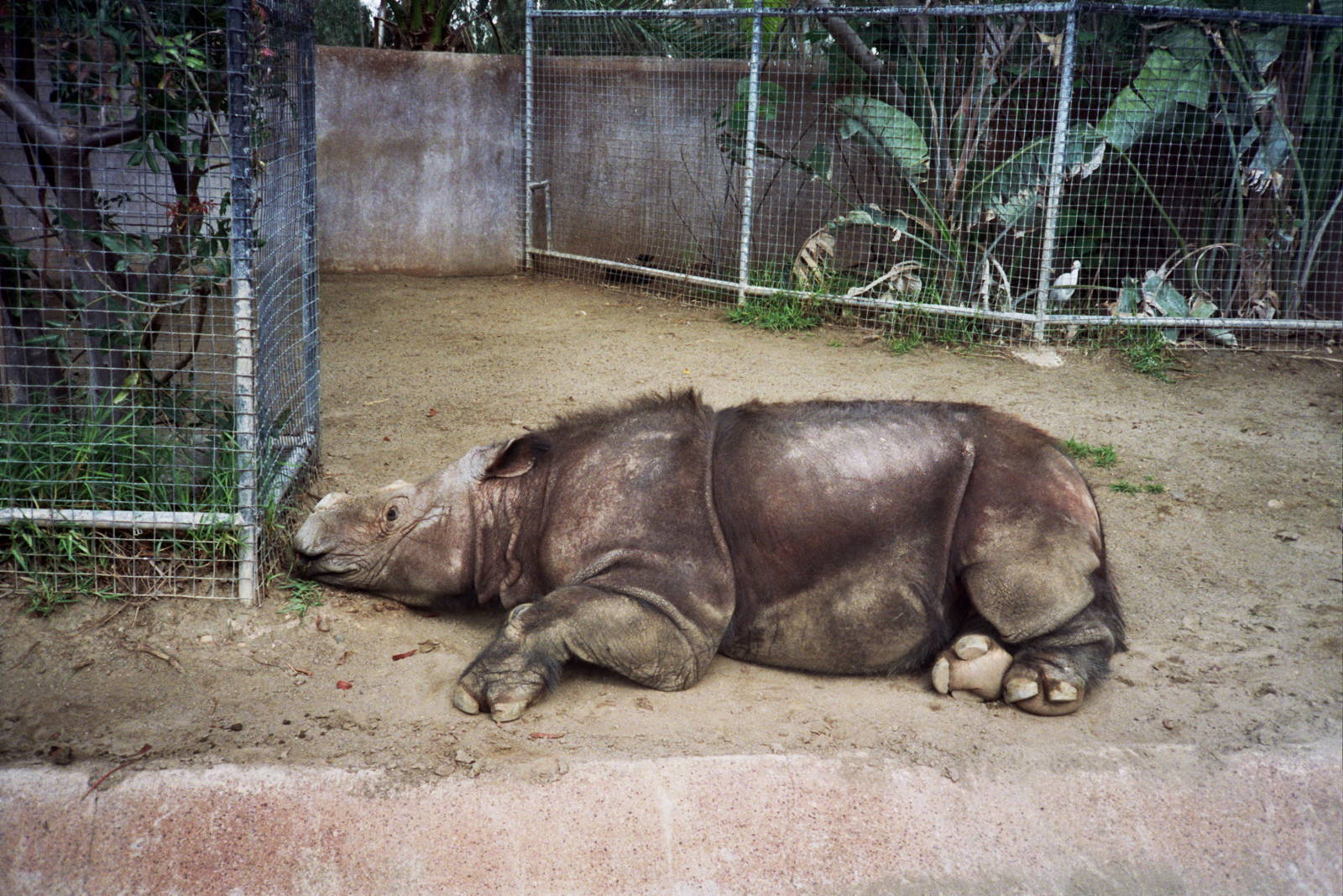 Scanned San Diego Zoo Photos 1992-2001