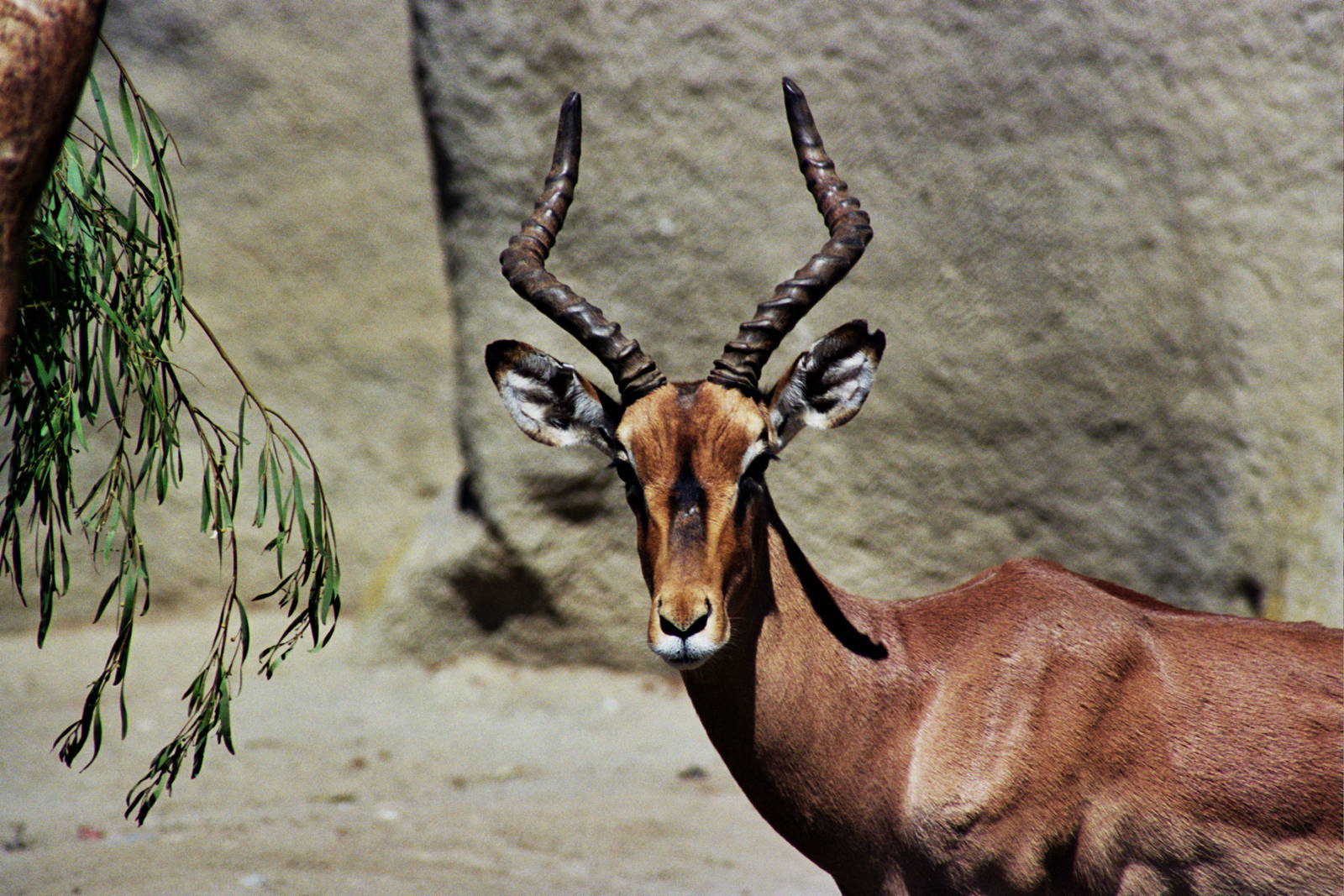 Scanned San Diego Zoo Photos 1992-2001