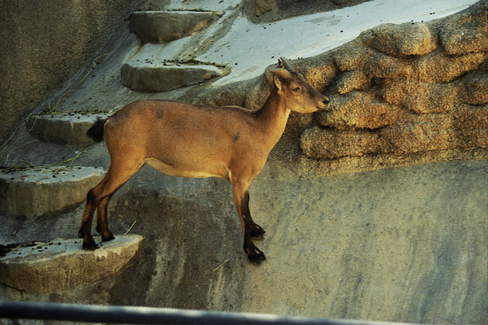 Scanned San Diego Zoo Photos 1992-2001