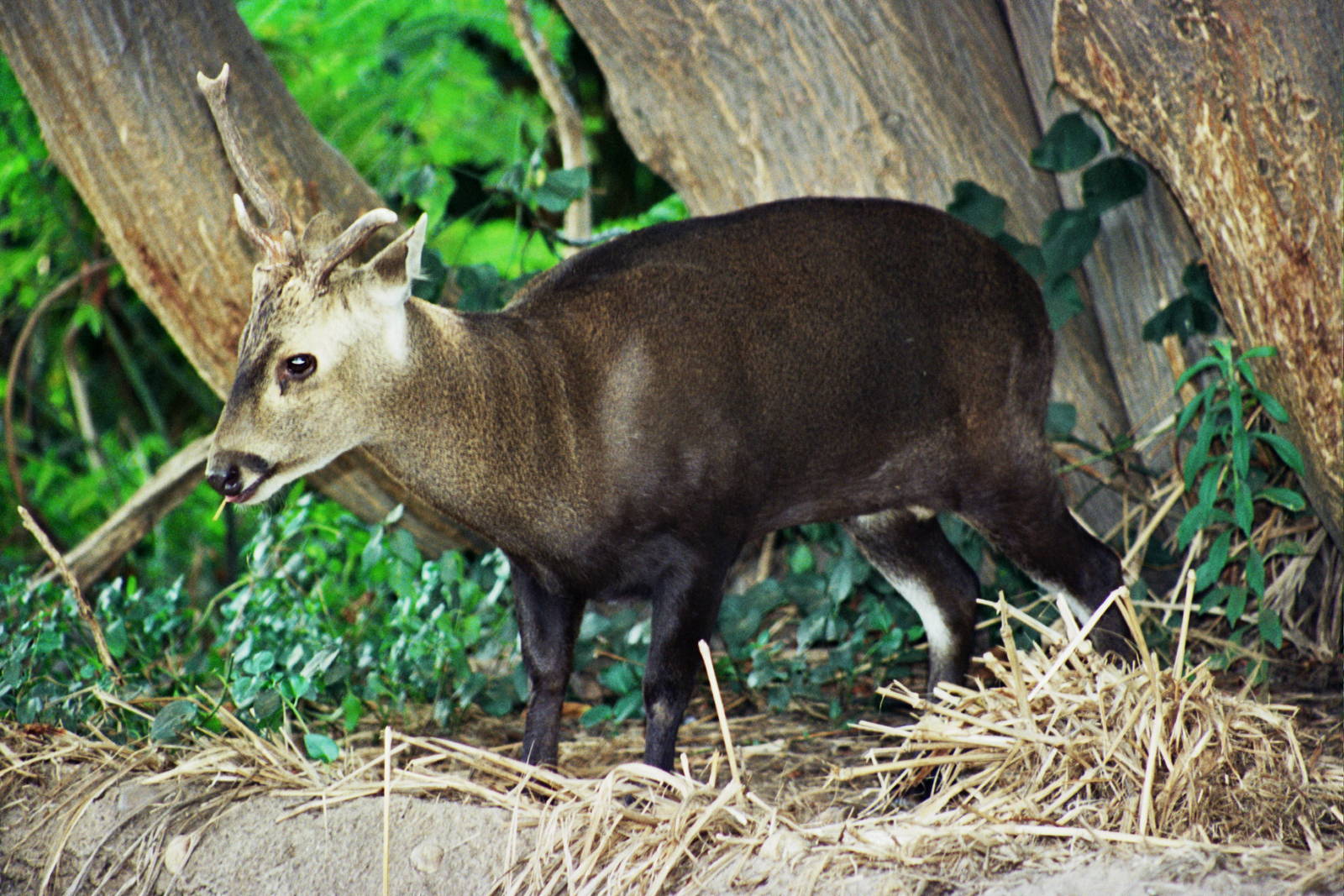 Scanned San Diego Zoo Photos 1992-2001
