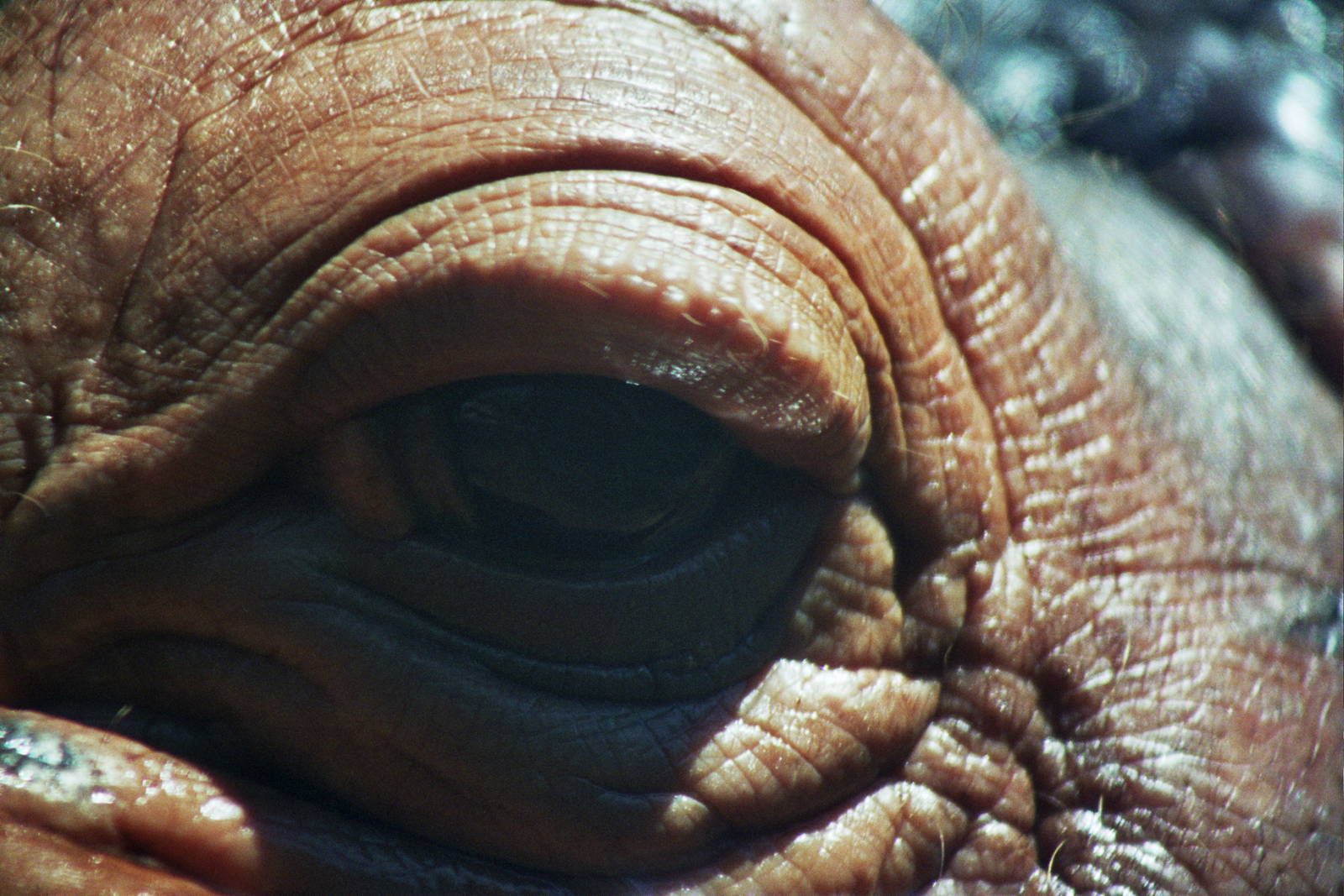 Scanned San Diego Zoo Photos 1992-2001