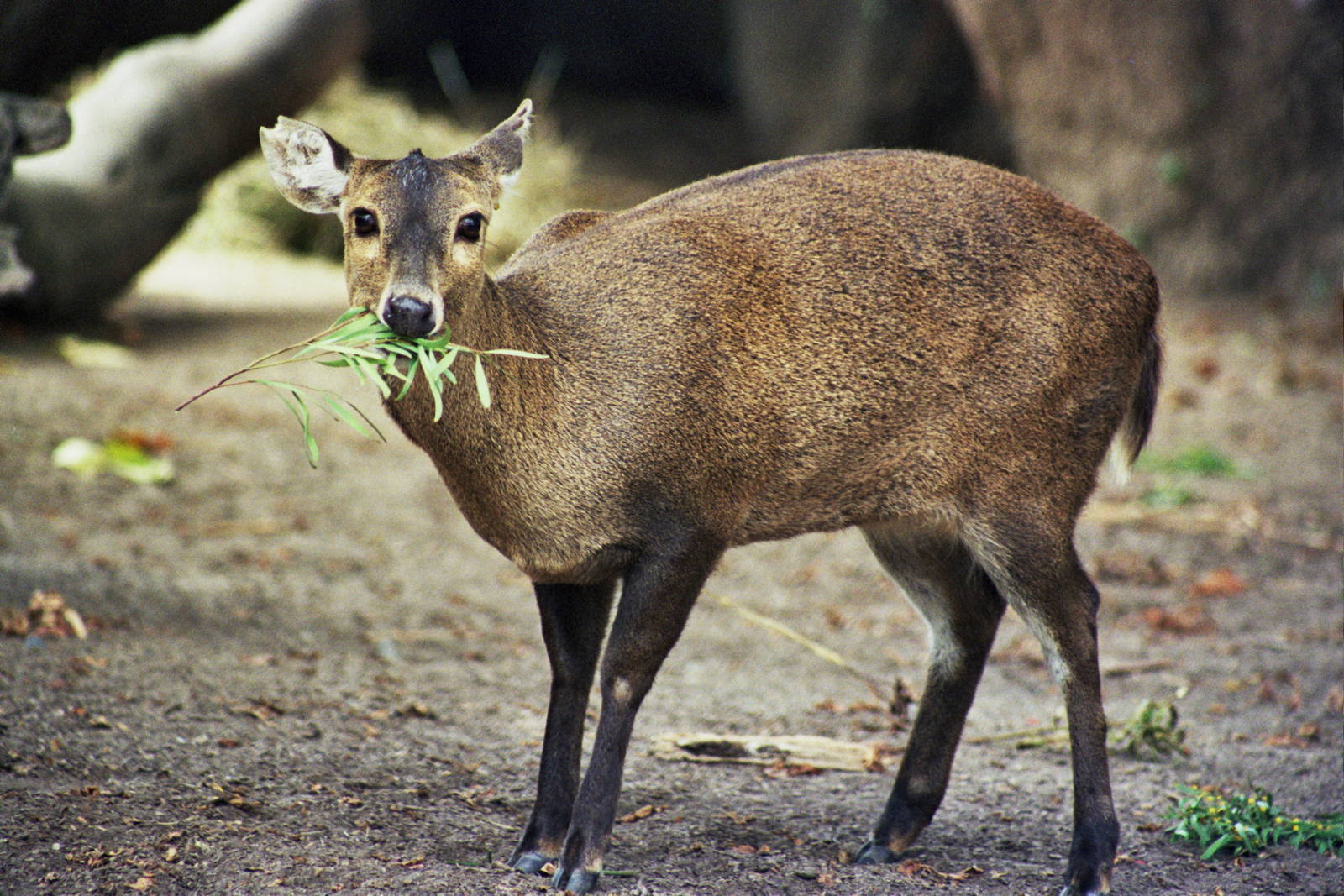 Scanned San Diego Zoo Photos 1992-2001