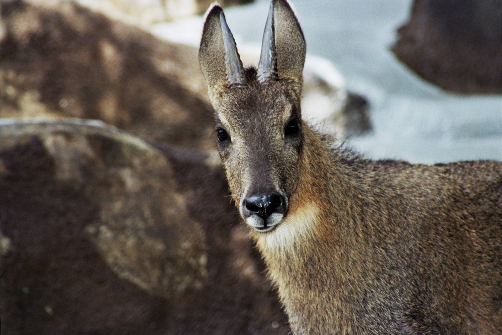 Scanned San Diego Zoo Photos 1992-2001