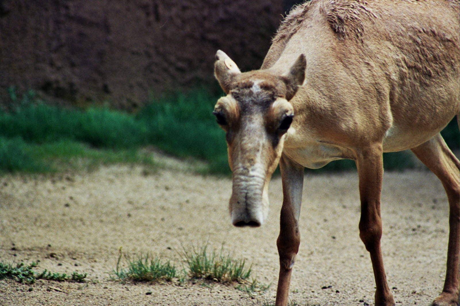 Scanned San Diego Zoo Photos 1992-2001