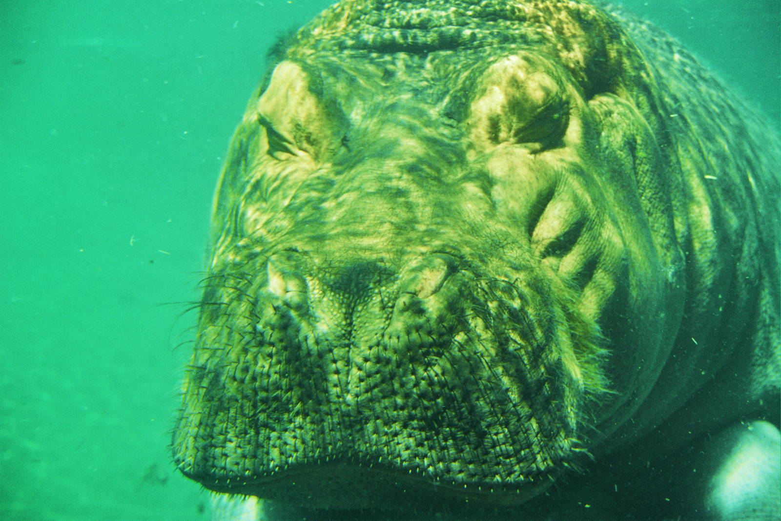 Scanned San Diego Zoo Photos 1992-2001