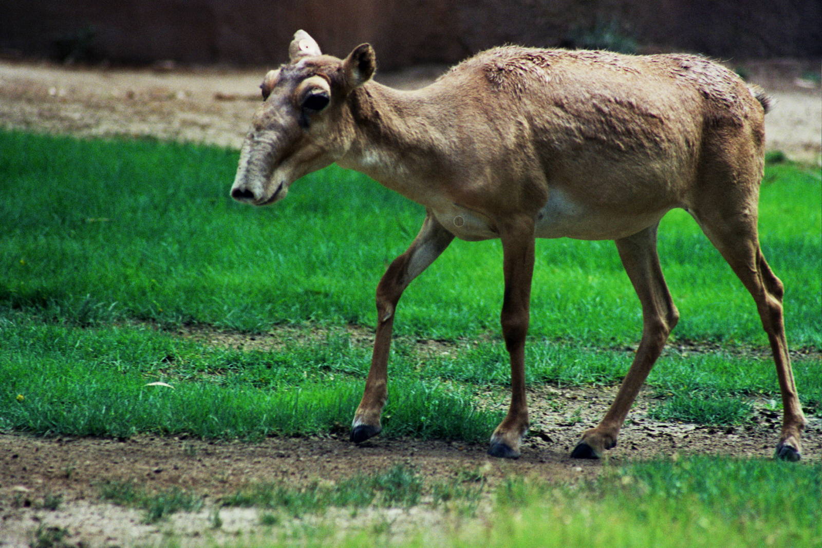 Scanned San Diego Zoo Photos 1992-2001