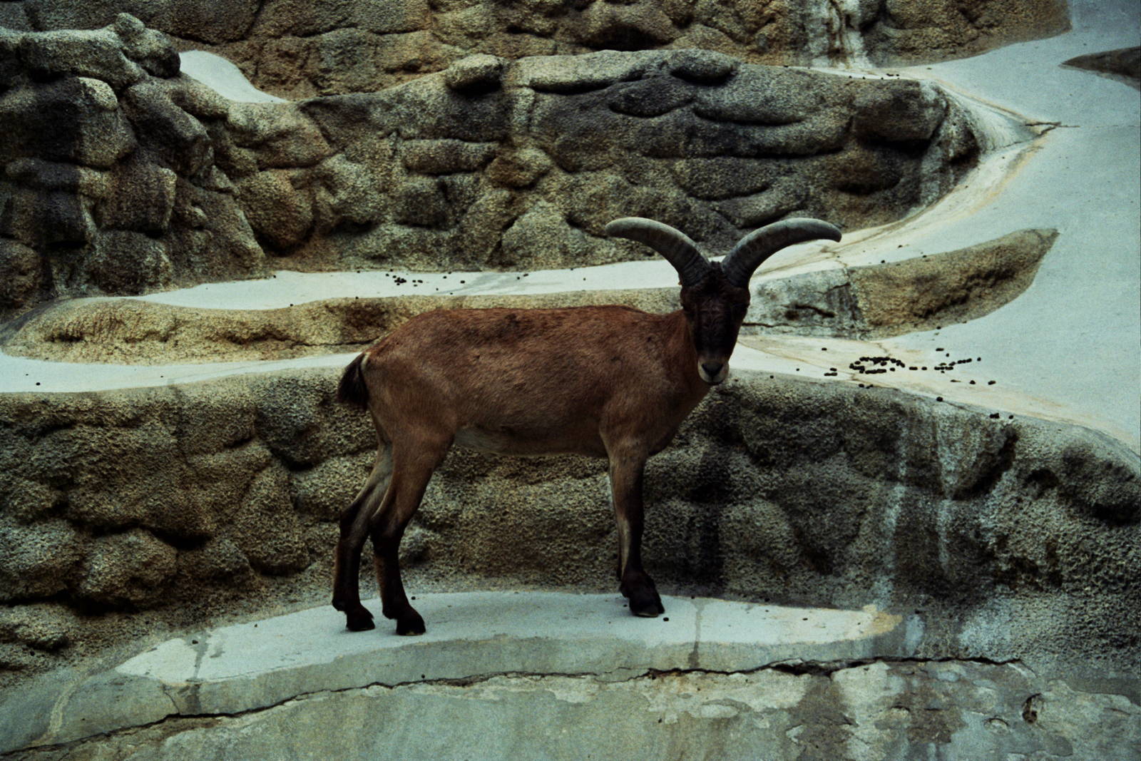 Scanned San Diego Zoo Photos 1992-2001