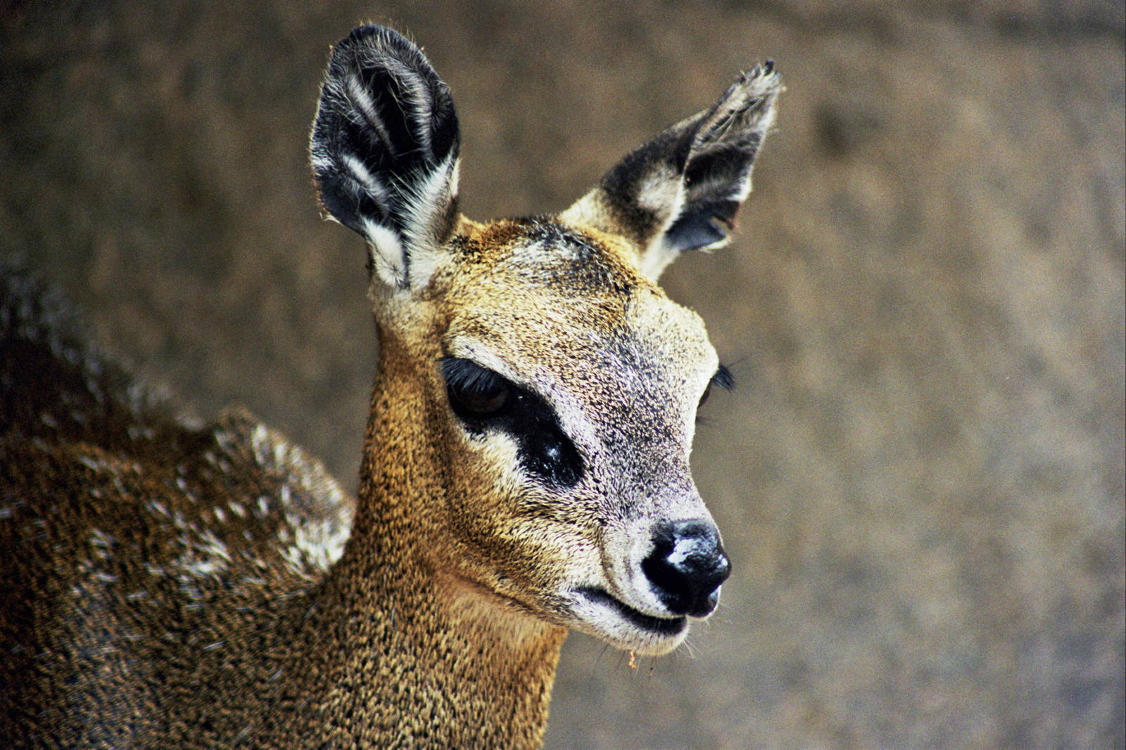 Scanned San Diego Zoo Photos 1992-2001