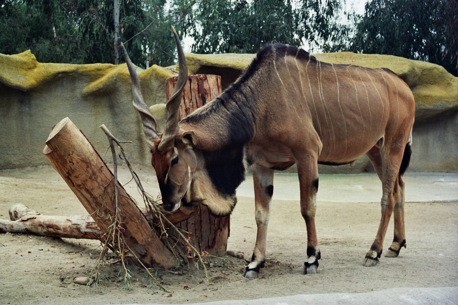 Scanned San Diego Zoo Photos 1992-2001