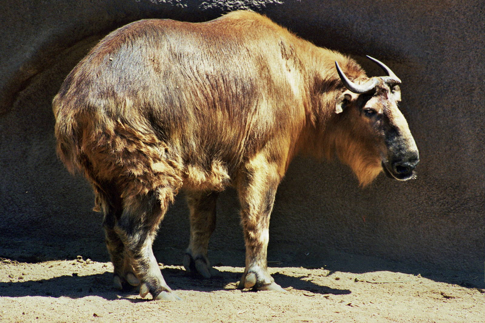Scanned San Diego Zoo Photos 1992-2001