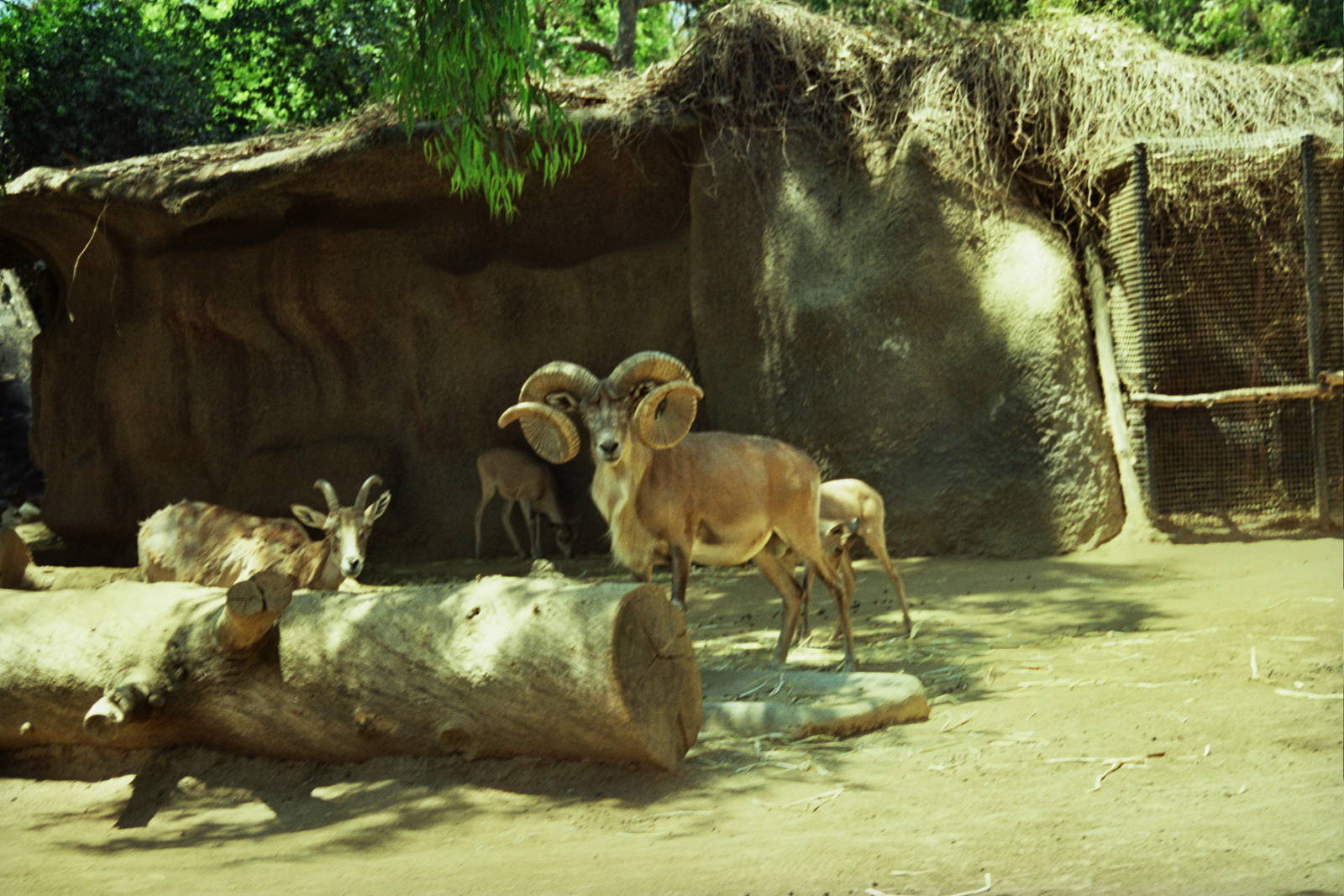 Scanned San Diego Zoo Photos 1992-2001