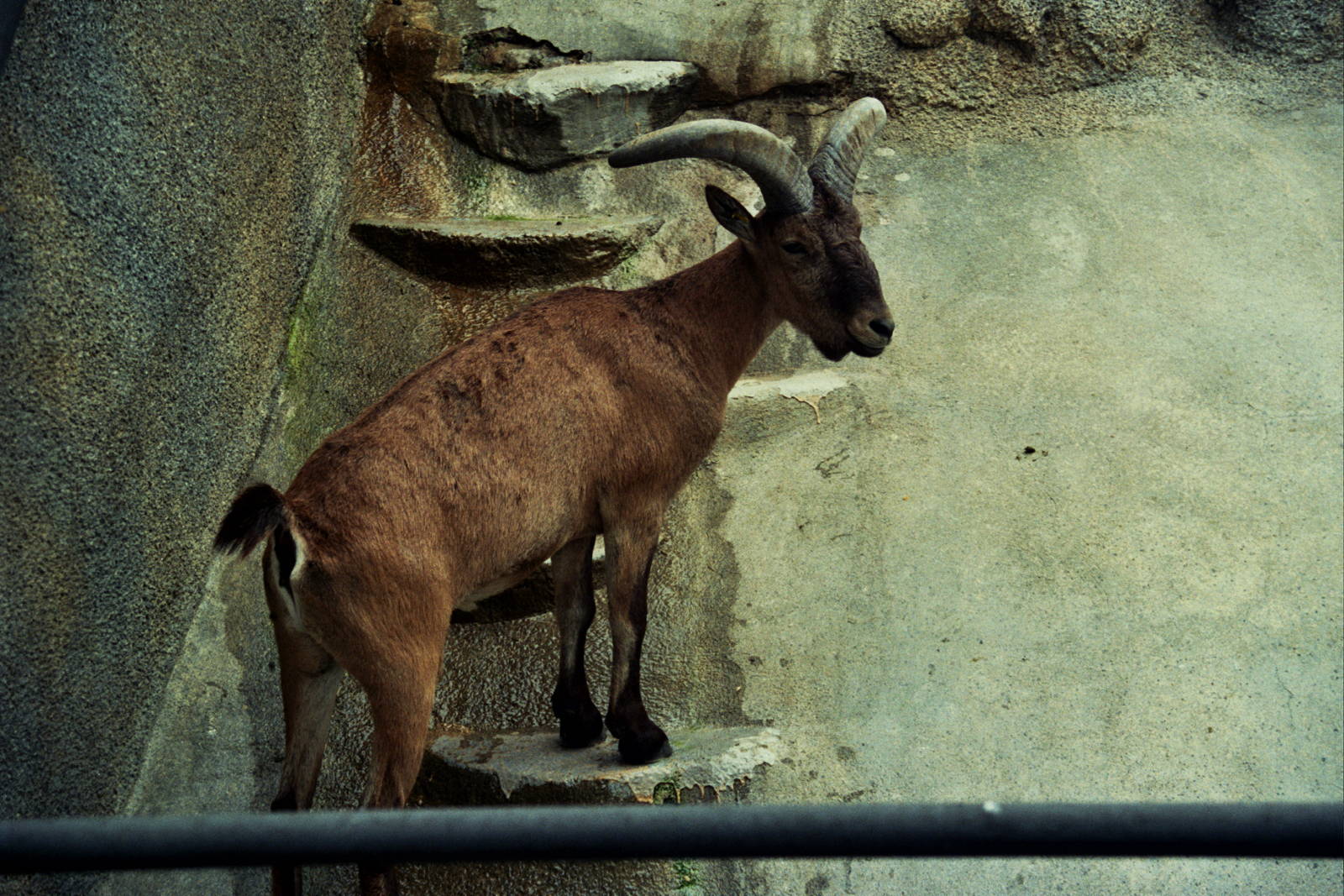 Scanned San Diego Zoo Photos 1992-2001