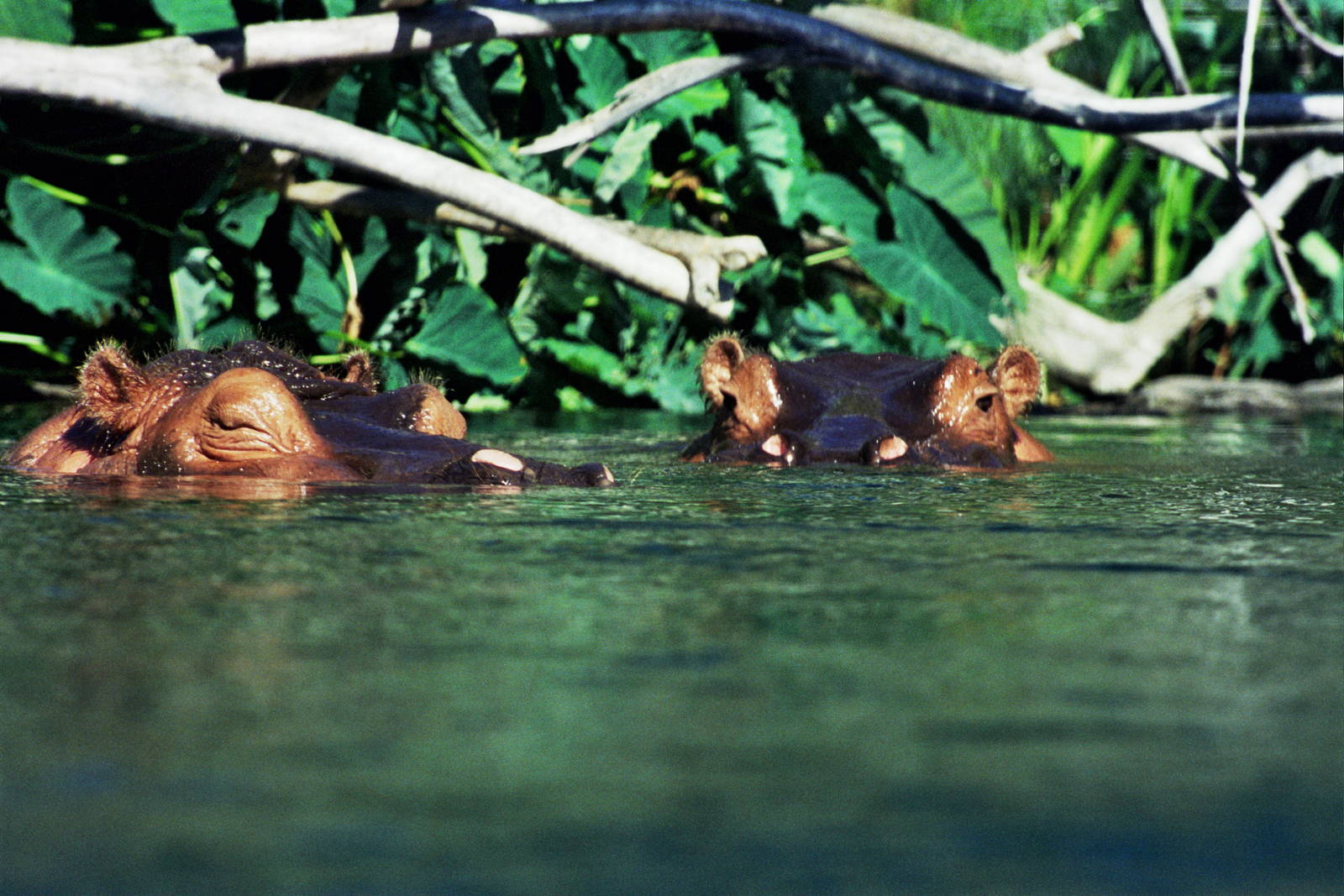 Scanned San Diego Zoo Photos 1992-2001