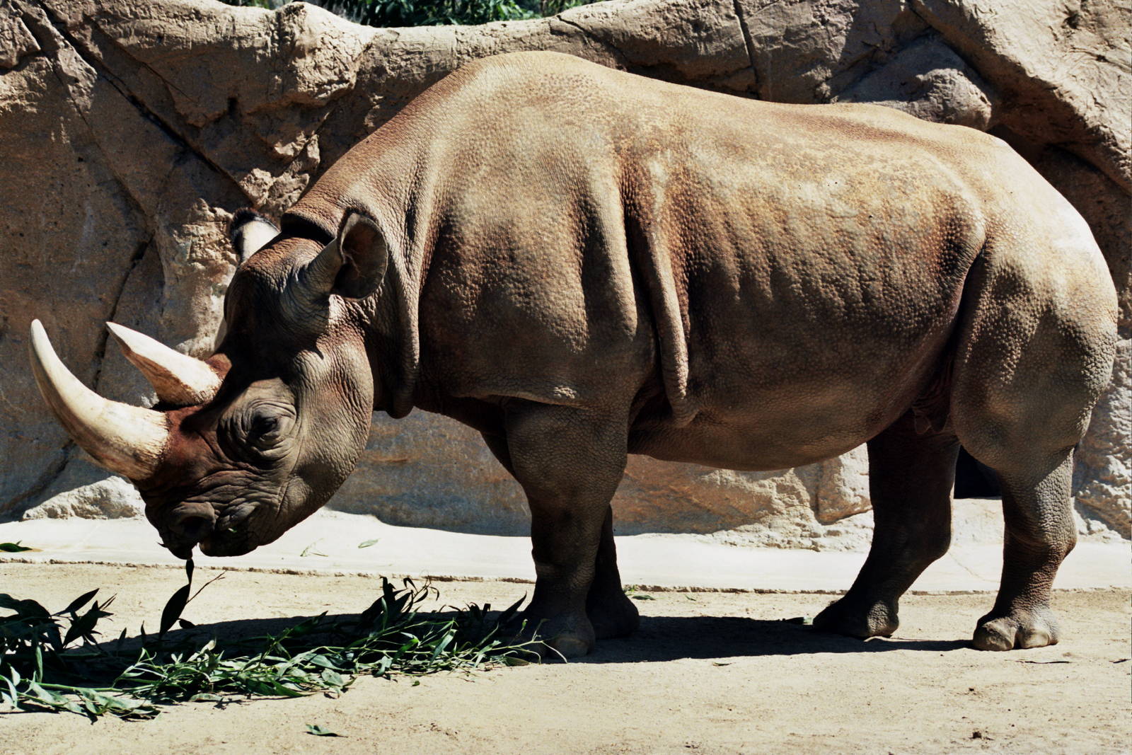 Scanned San Diego Zoo Photos 1992-2001