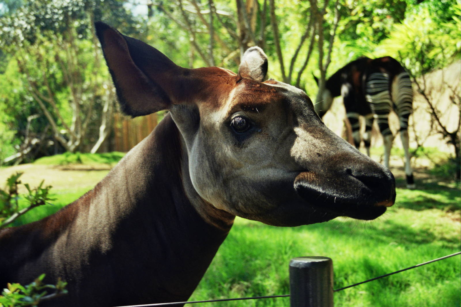 Scanned San Diego Zoo Photos 1992-2001