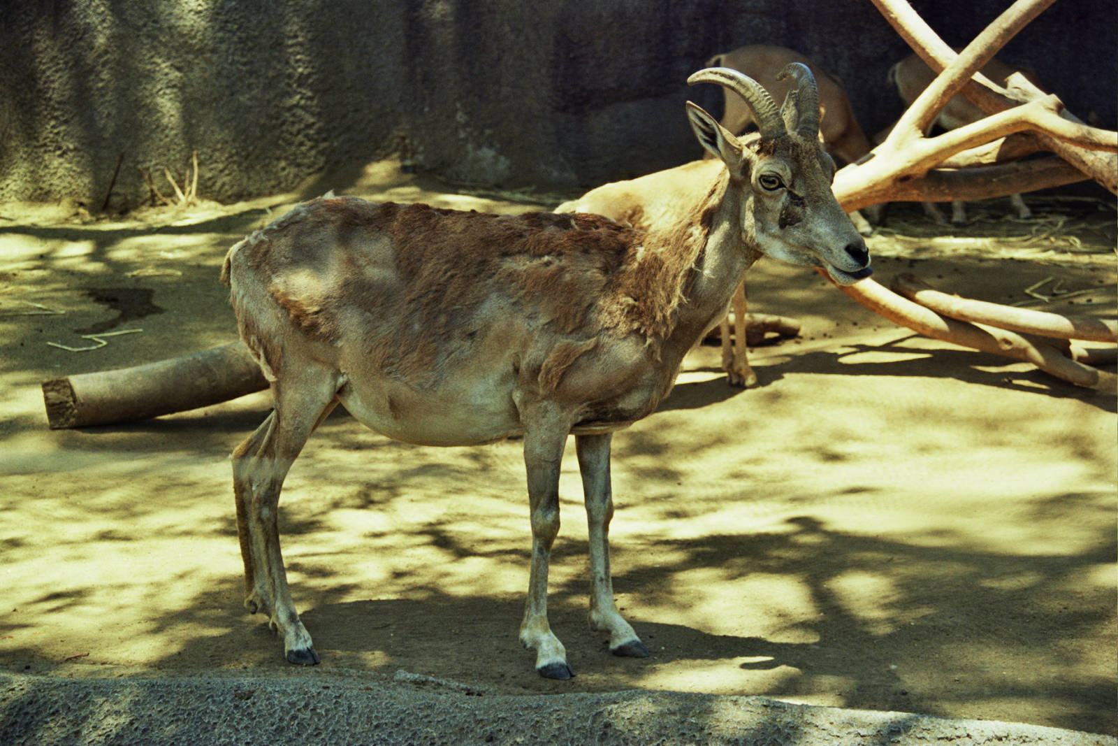 Scanned San Diego Zoo Photos 1992-2001