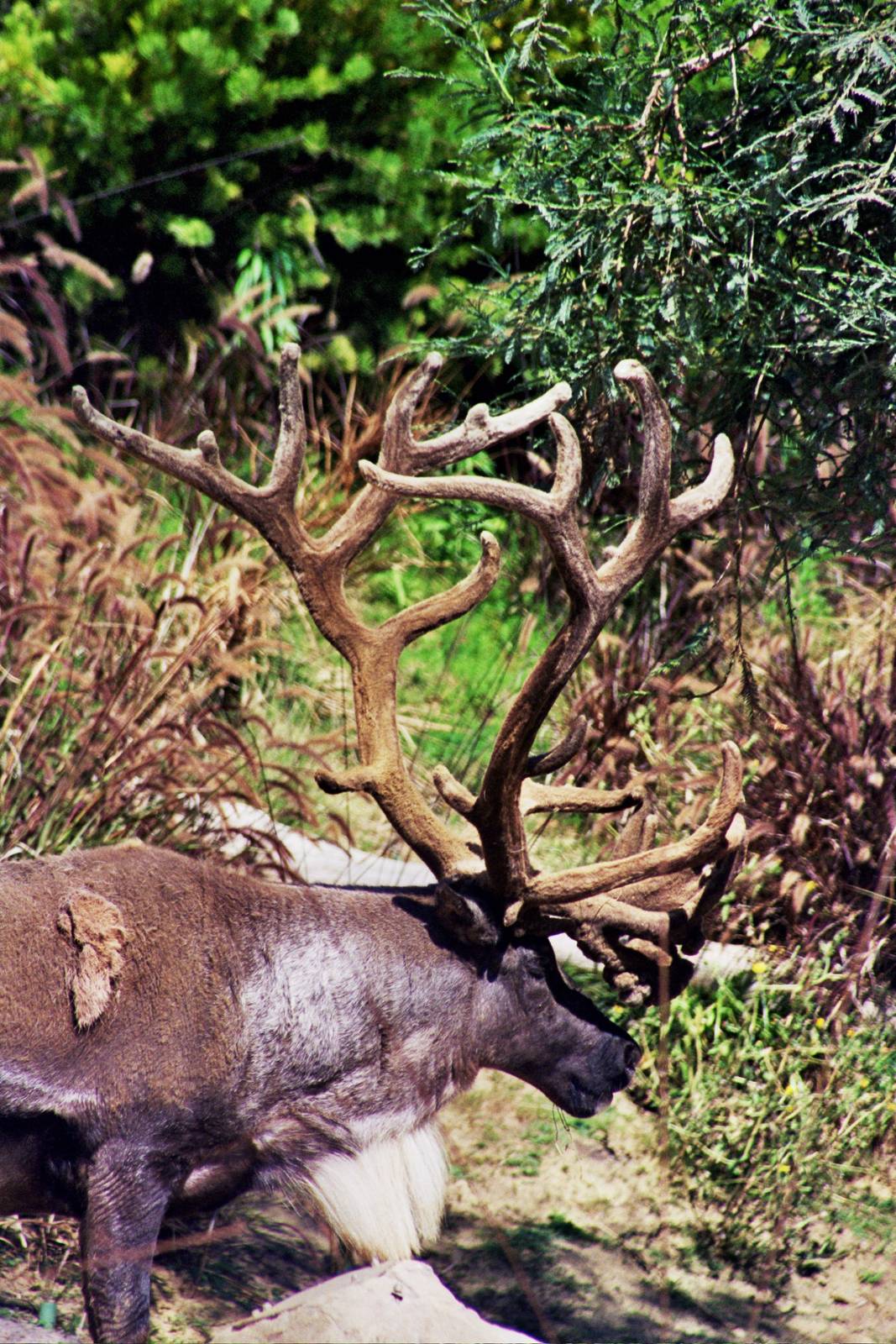 Scanned San Diego Zoo Photos 1992-2001