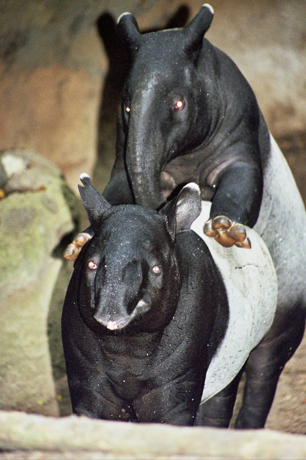 Scanned San Diego Zoo Photos 1992-2001