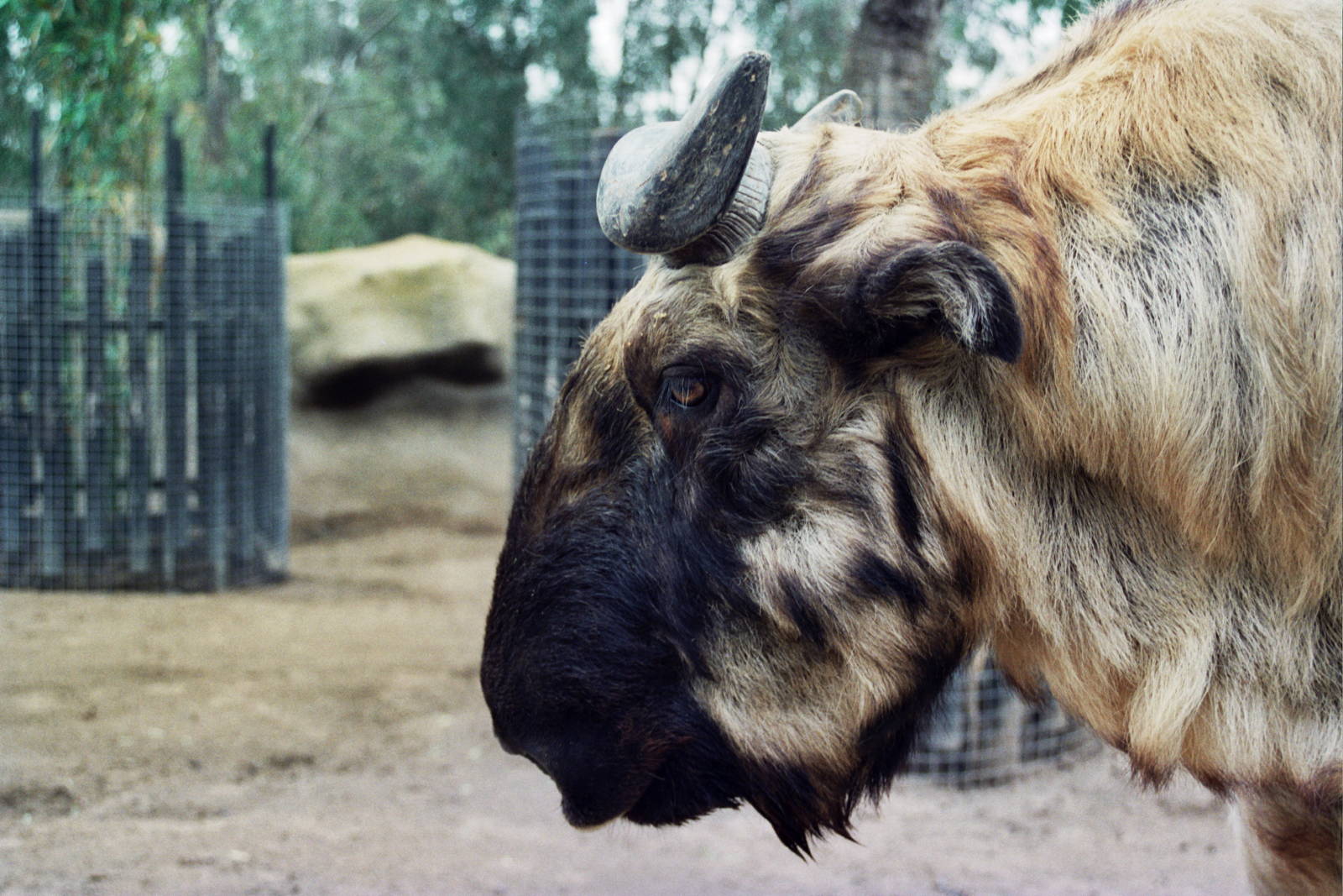 Scanned San Diego Zoo Photos 1992-2001