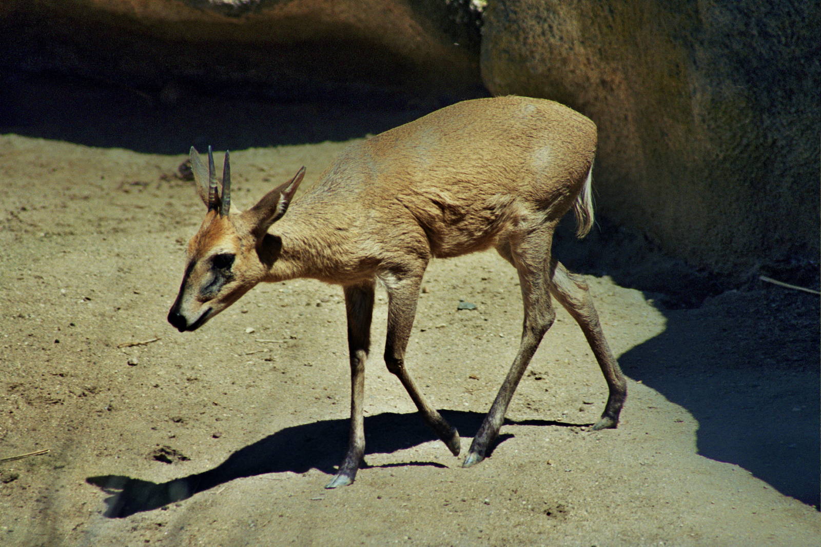 Scanned San Diego Zoo Photos 1992-2001