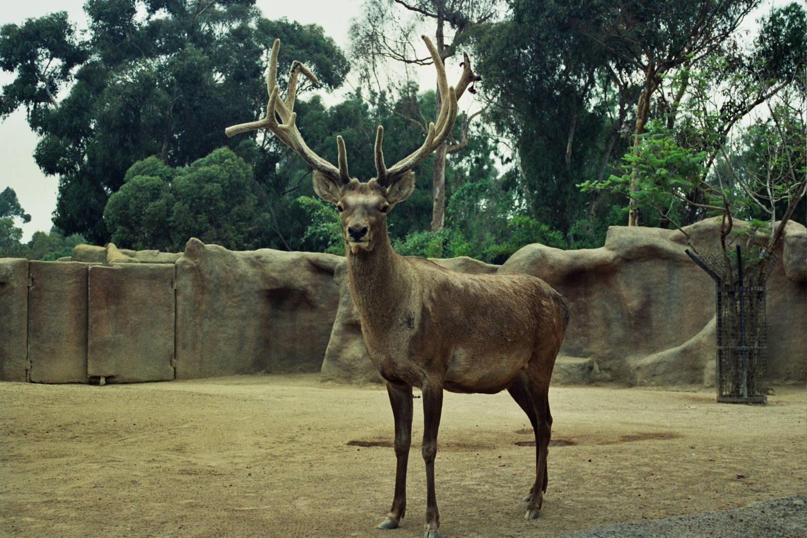 Scanned San Diego Zoo Photos 1992-2001