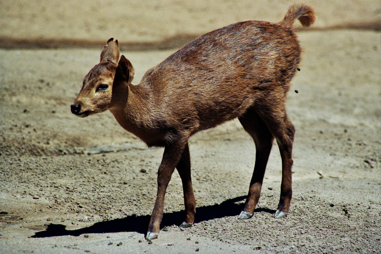 Scanned San Diego Zoo Photos 1992-2001