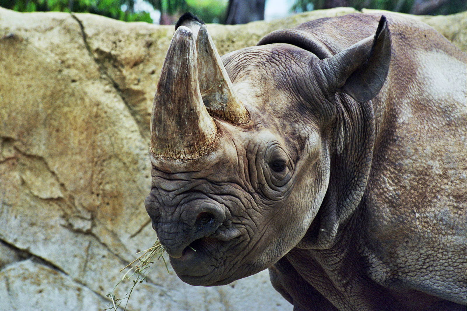 Scanned San Diego Zoo Photos 1992-2001