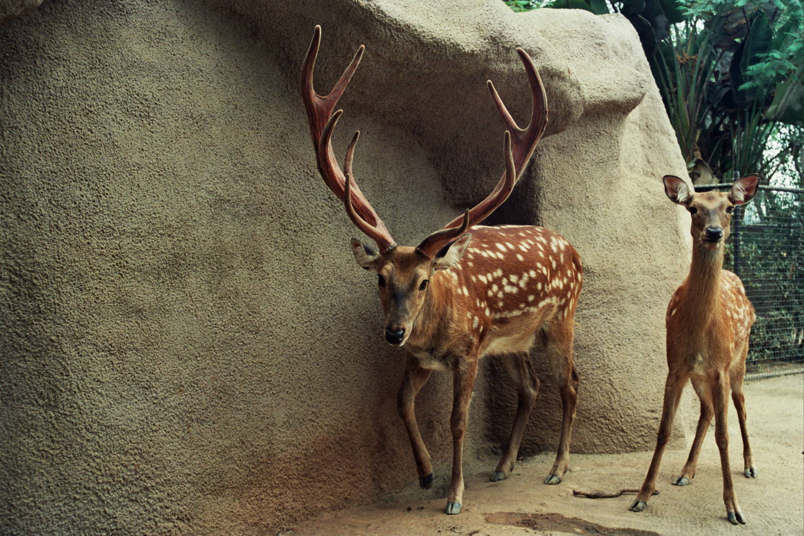 Scanned San Diego Zoo Photos 1992-2001
