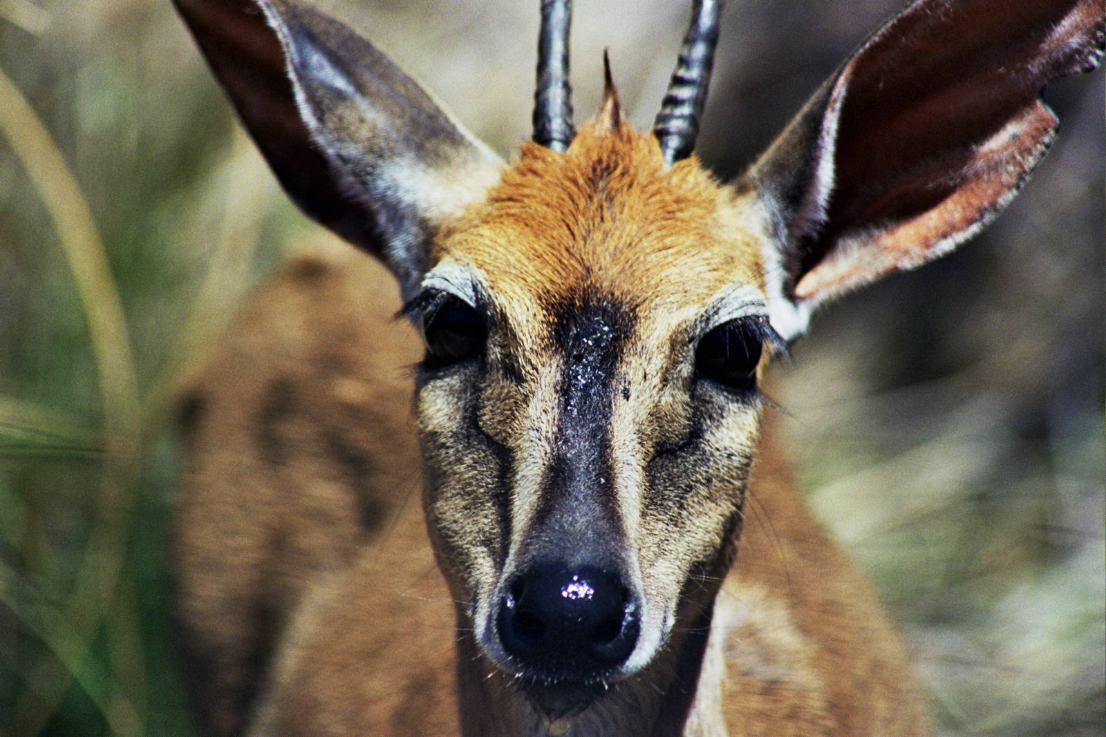 Scanned San Diego Zoo Photos 1992-2001