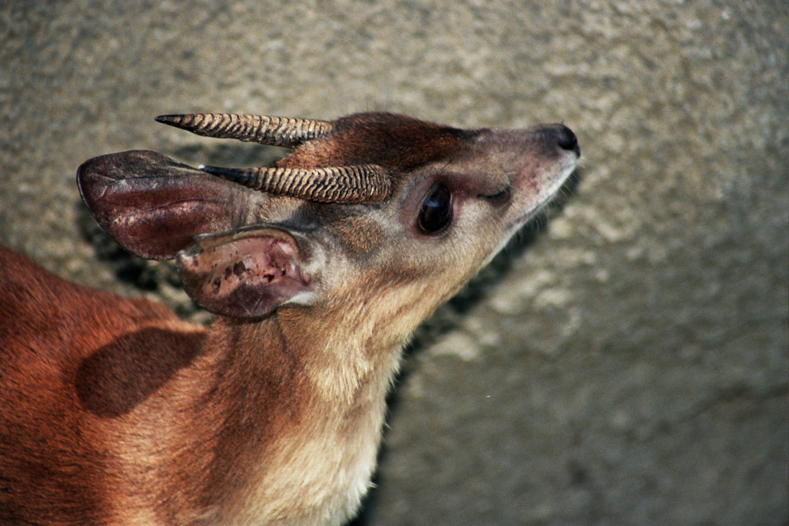 Scanned San Diego Zoo Photos 1992-2001