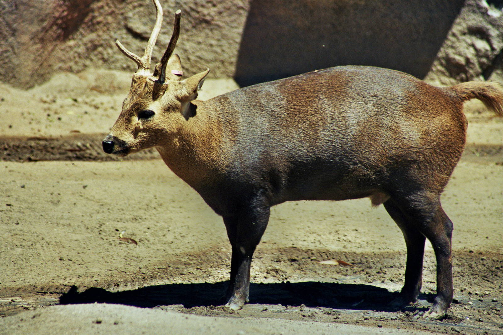 Scanned San Diego Zoo Photos 1992-2001