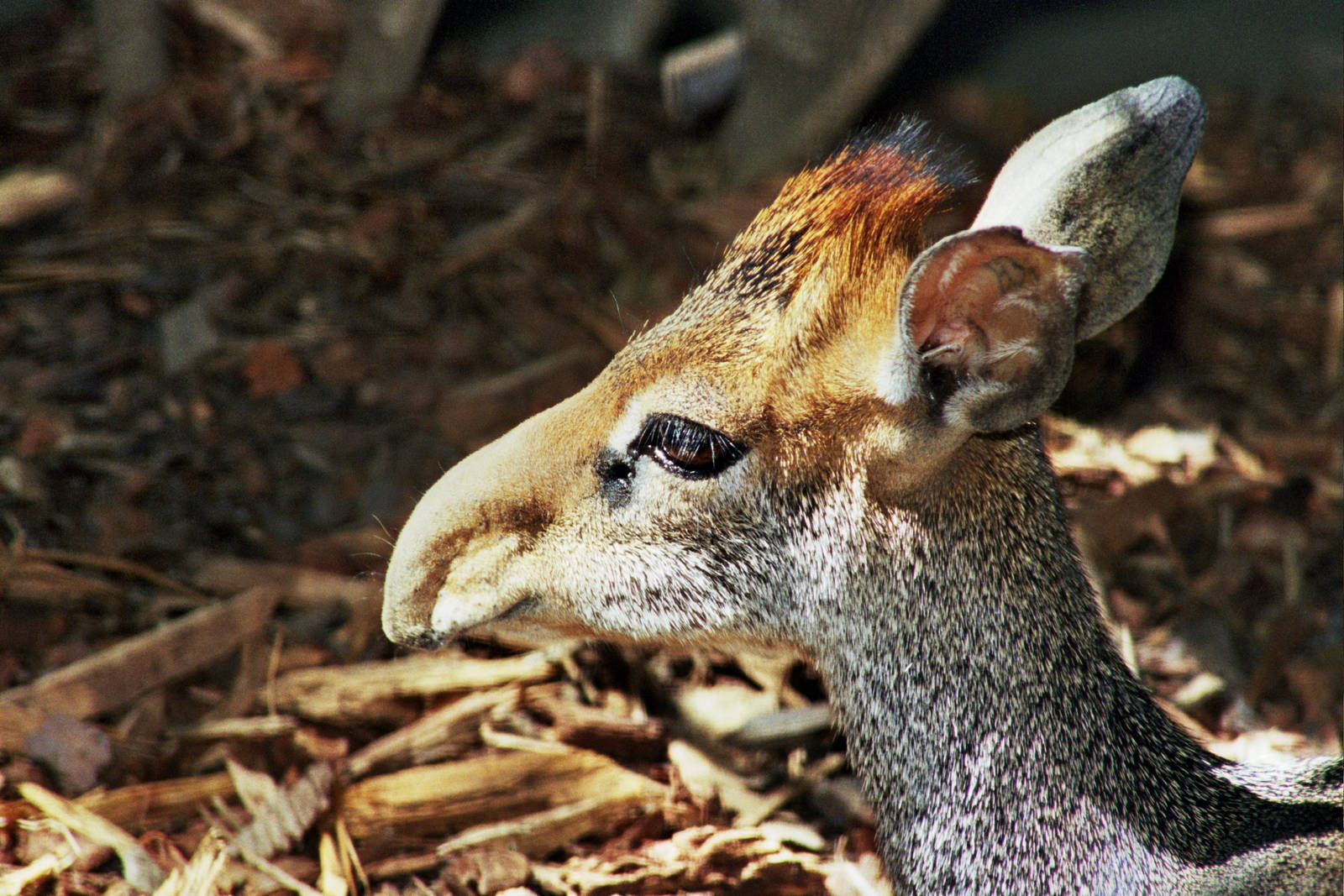 Scanned San Diego Zoo Photos 1992-2001