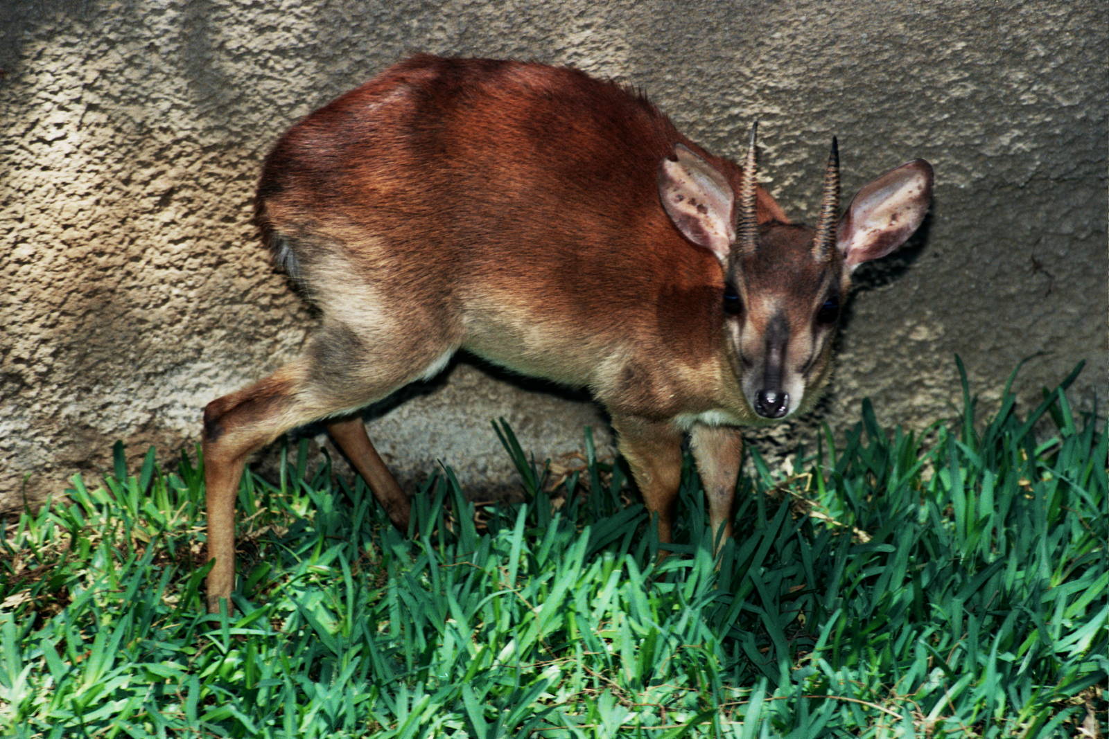 Scanned San Diego Zoo Photos 1992-2001