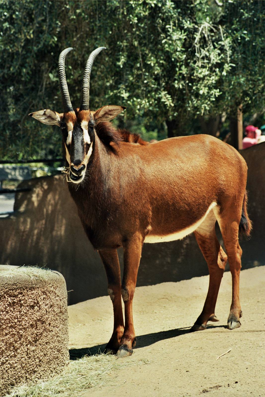 Scanned San Diego Zoo Photos 1992-2001
