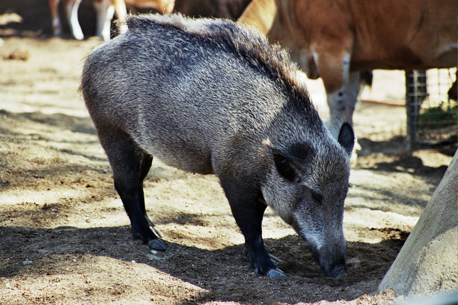 Scanned San Diego Zoo Photos 1992-2001
