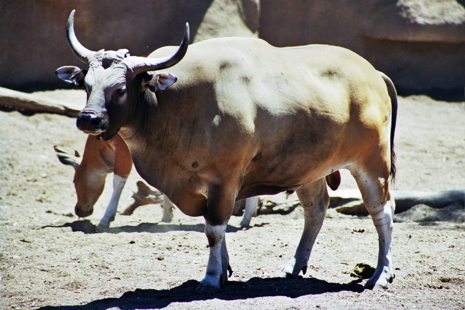 Scanned San Diego Zoo Photos 1992-2001