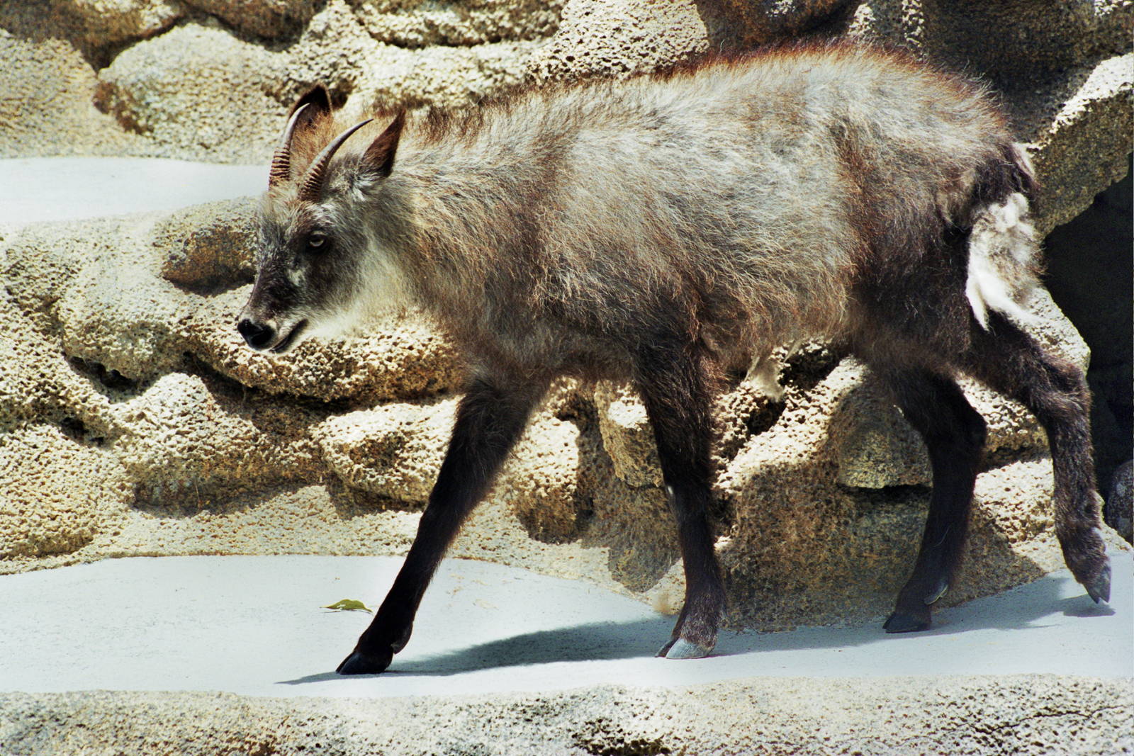 Scanned San Diego Zoo Photos 1992-2001