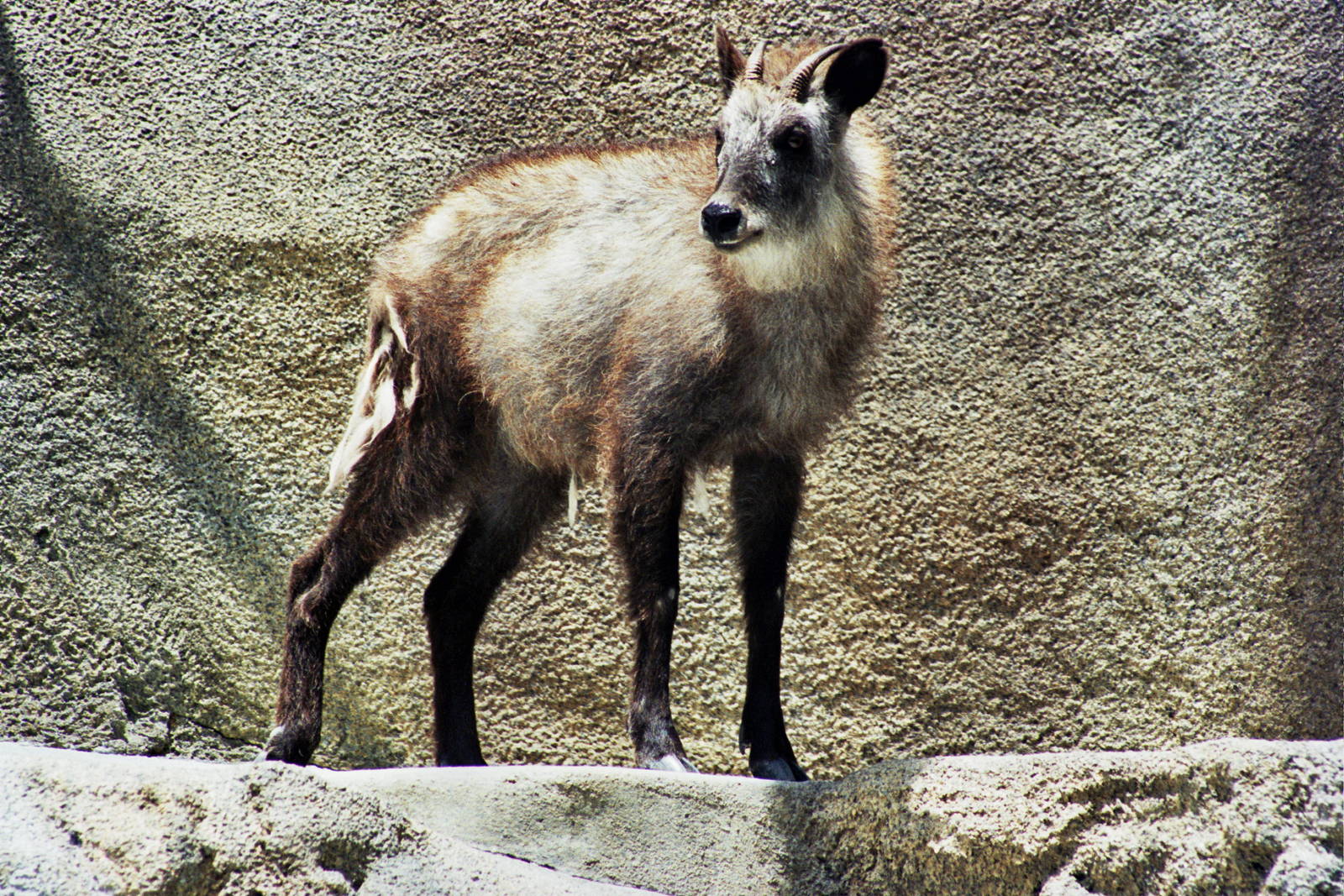 Scanned San Diego Zoo Photos 1992-2001