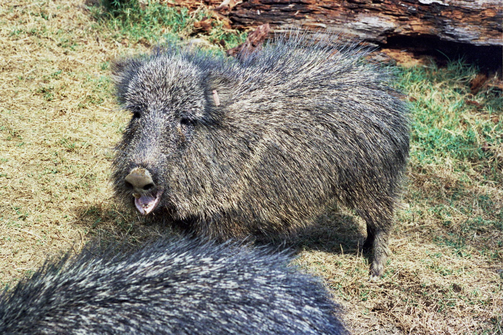 Scanned San Diego Zoo Photos 1992-2001