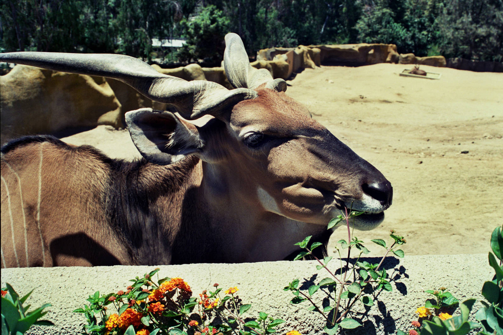 Scanned San Diego Zoo Photos 1992-2001
