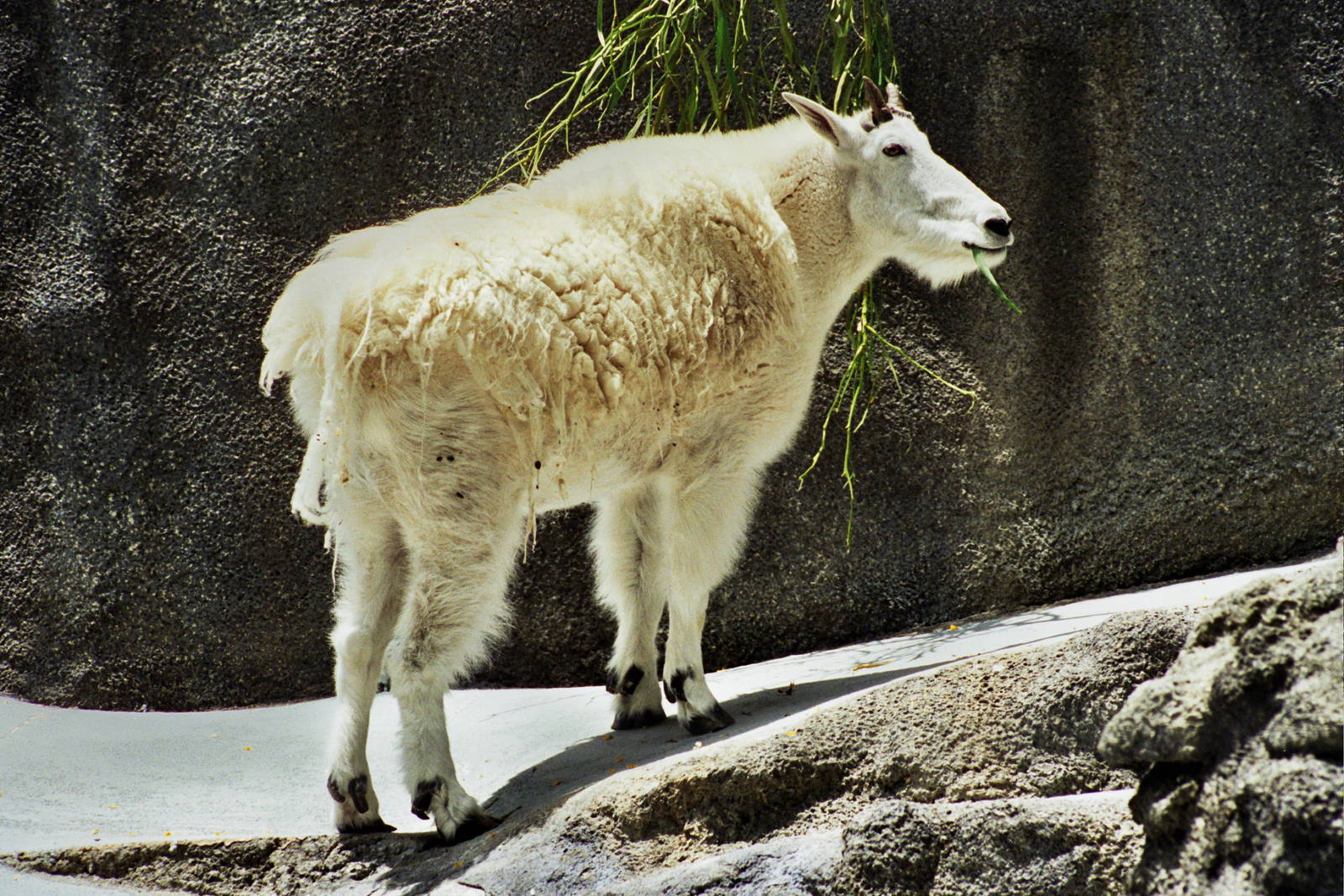 Scanned San Diego Zoo Photos 1992-2001