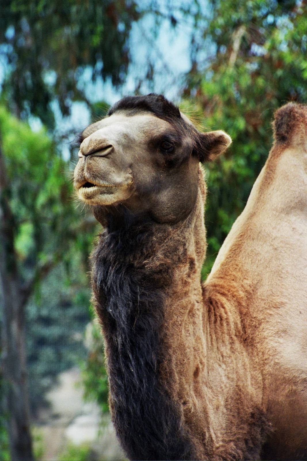 Scanned San Diego Zoo Photos 1992-2001