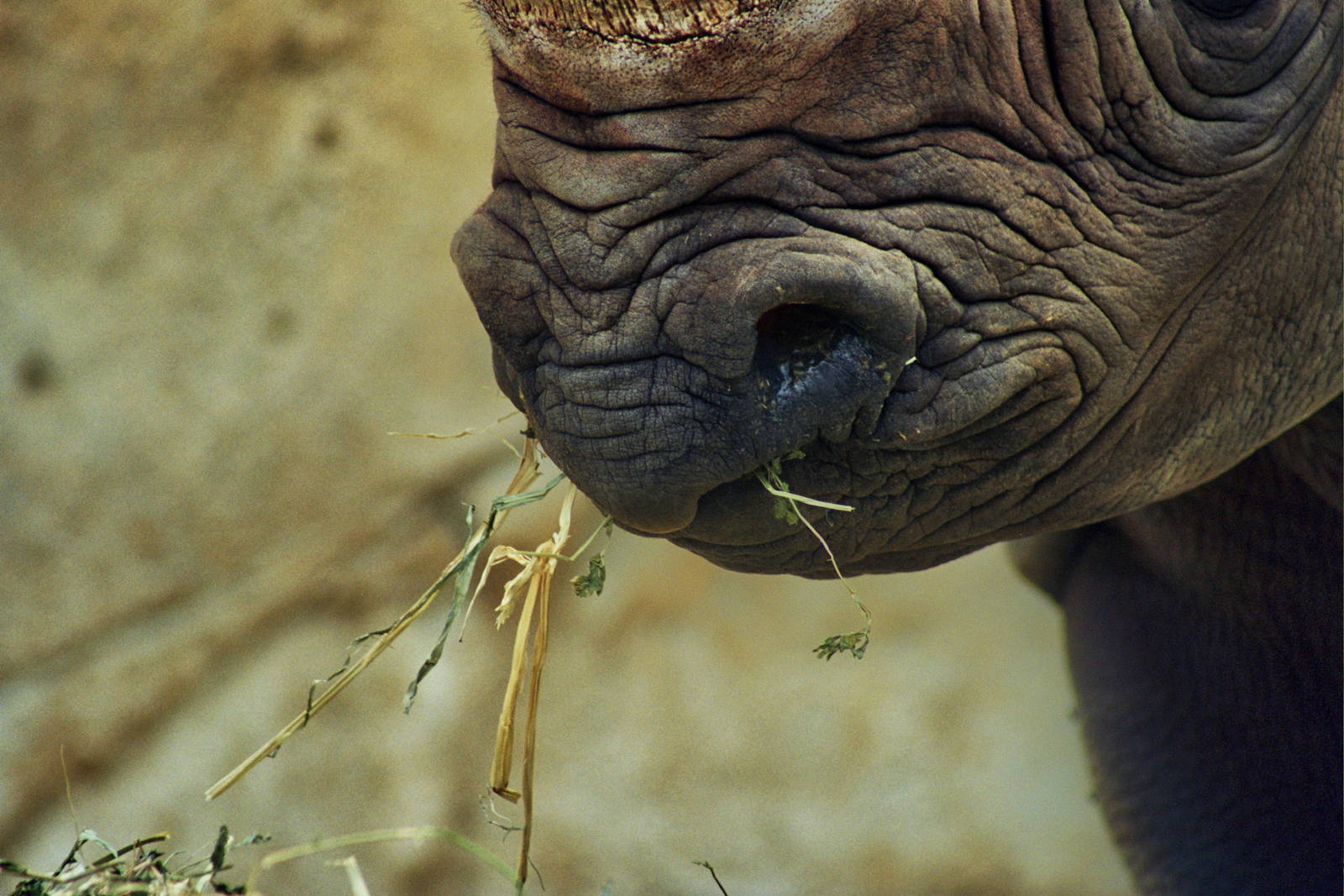 Scanned San Diego Zoo Photos 1992-2001