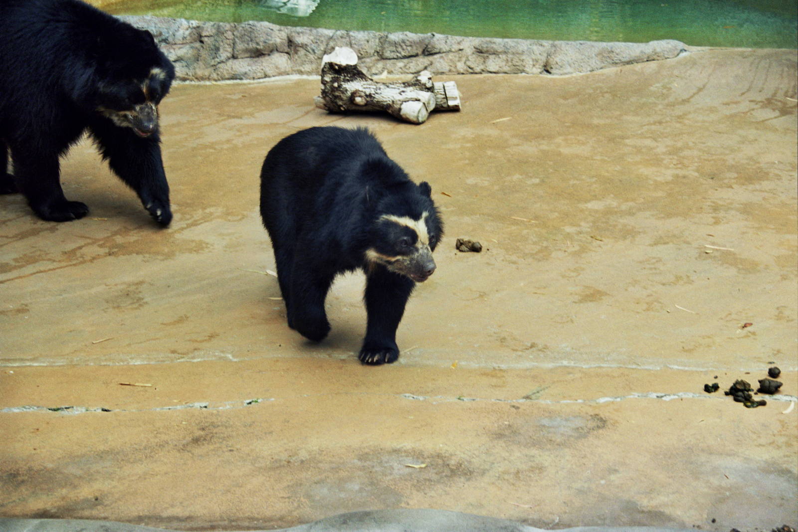 Scanned San Diego Zoo Photos 1992-2001
