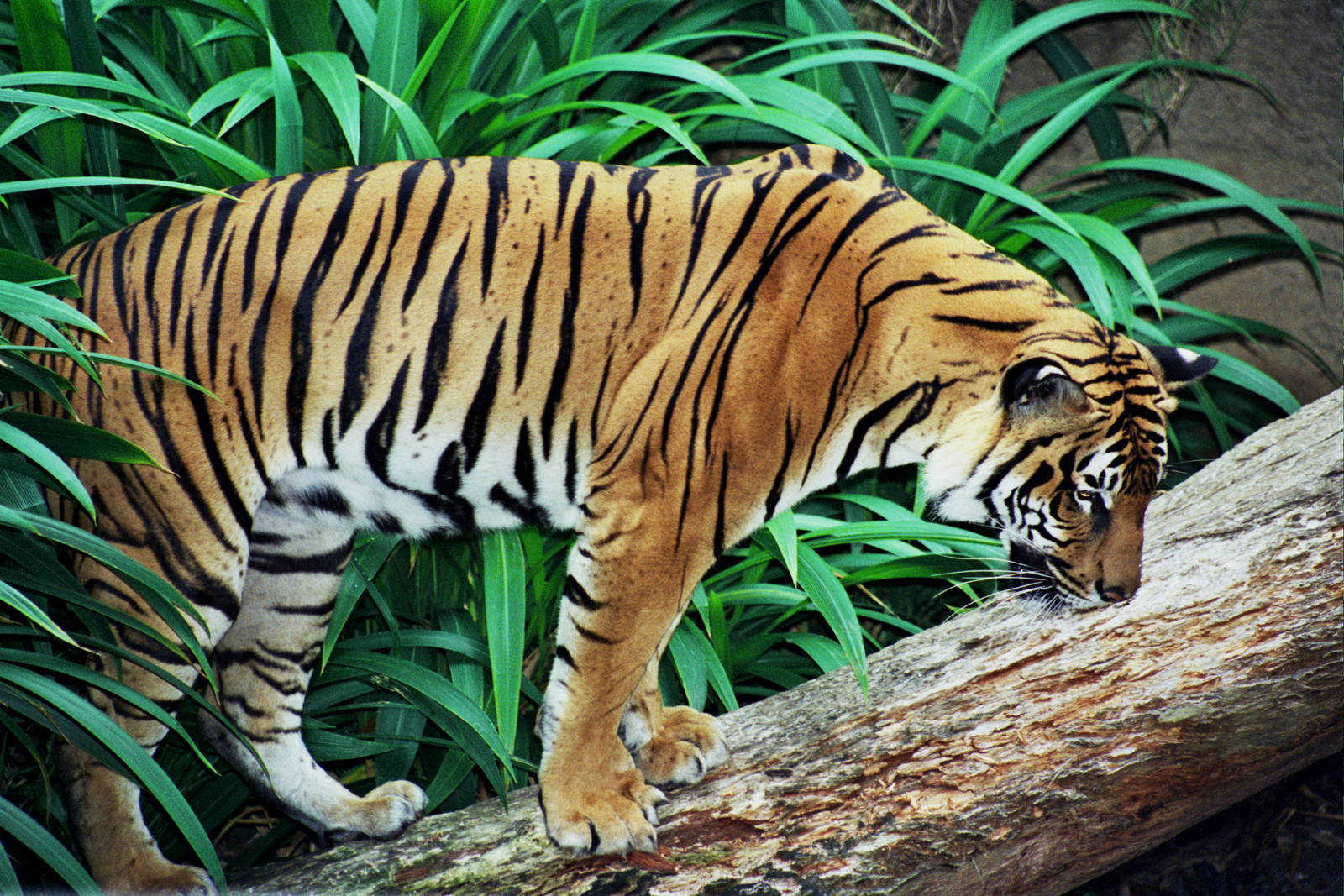 Scanned San Diego Zoo Photos 1992-2001