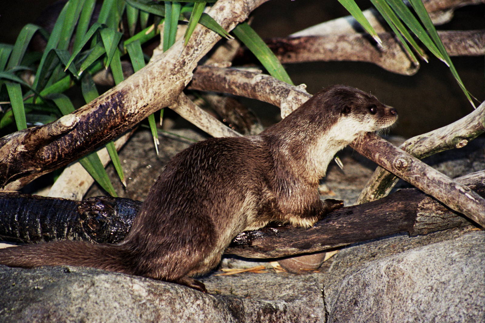Scanned San Diego Zoo Photos 1992-2001