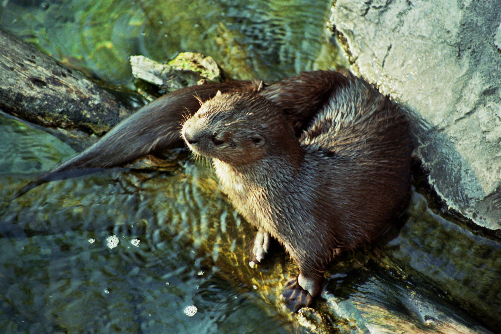 Scanned San Diego Zoo Photos 1992-2001