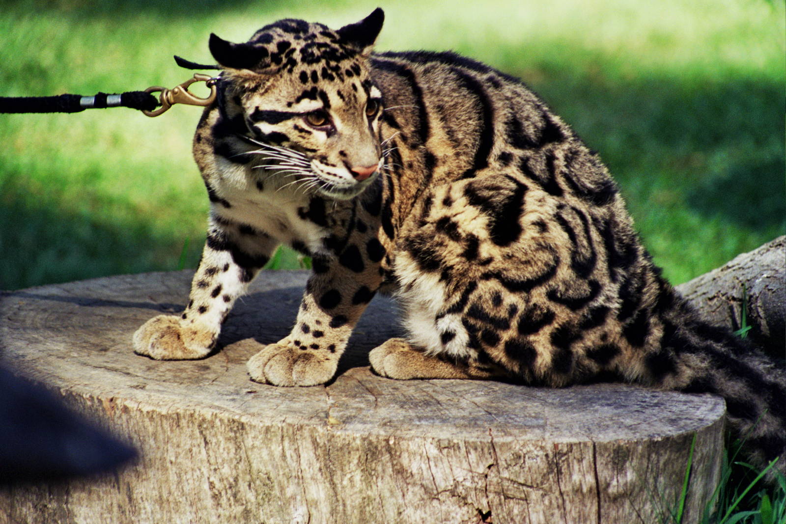 Scanned San Diego Zoo Photos 1992-2001