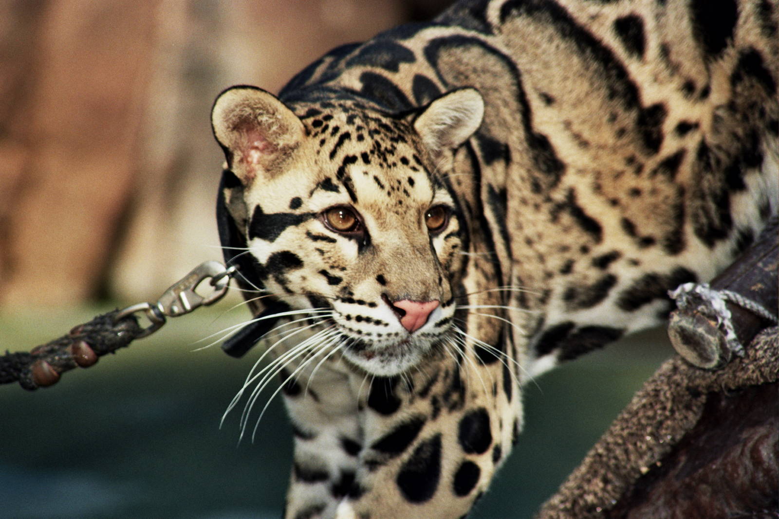 Scanned San Diego Zoo Photos 1992-2001